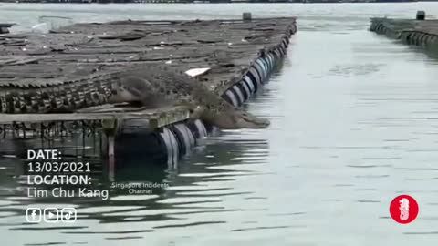 Giant crocodile spotted at Lim Chu Kang