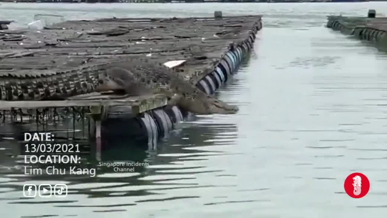 Giant crocodile spotted at Lim Chu Kang