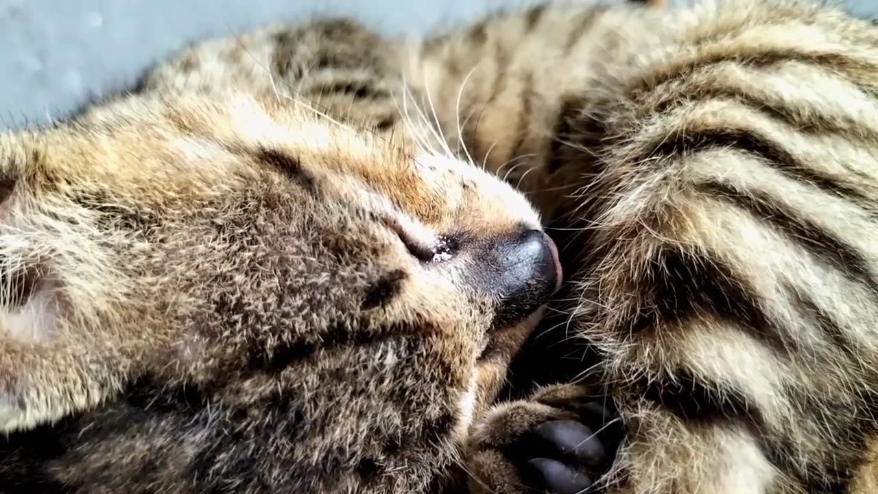 Sleeping Cat