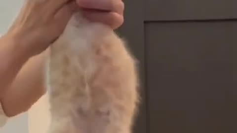 Cute & funny cat😸😸😸