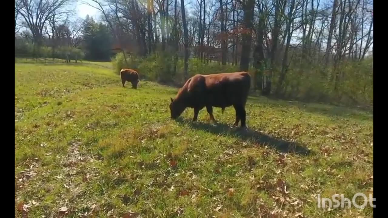 cows mooing and grazing in the field