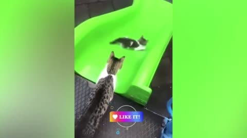 Cats Fight See And Enjoy