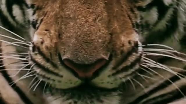 The tiger