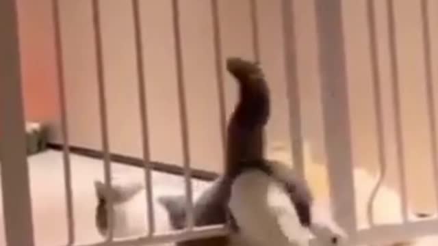 Funniest Animals - Best Of The 2021 Funny Animal Videos