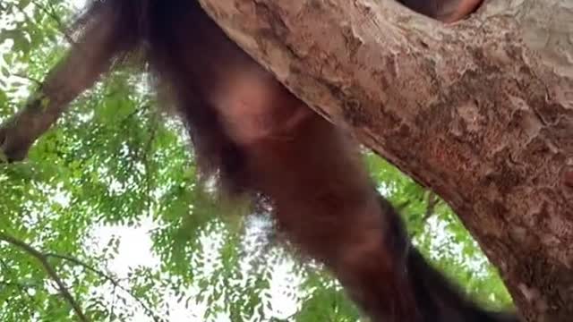 orangutans