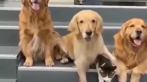 Dogs and cats in the photo shoot, very cute!