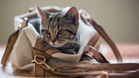 Funny kitten inside the woman brown bag