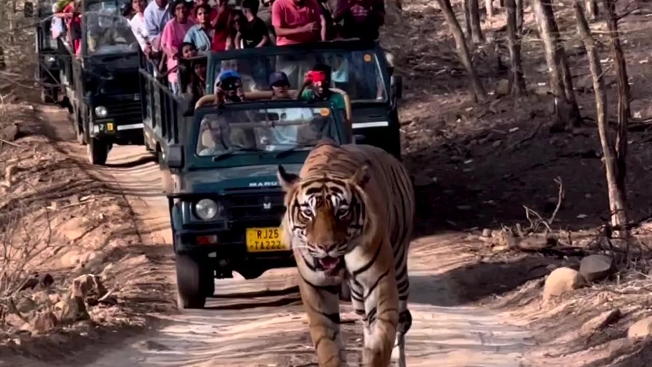 Ranthambore Safari