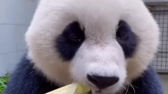 Pandas eat bamboo shoots