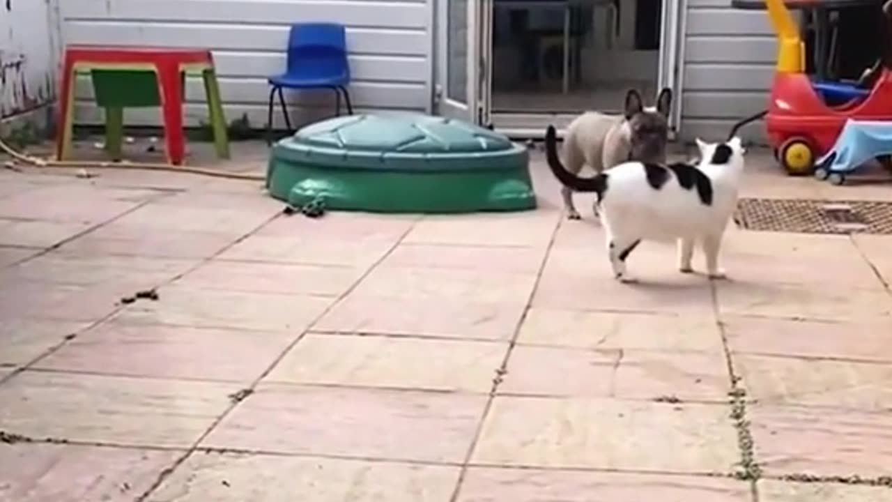 🐕 dog 🐕 🐈 cat's fight