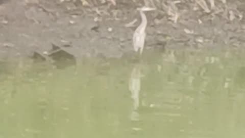 Crane flushing meadow park