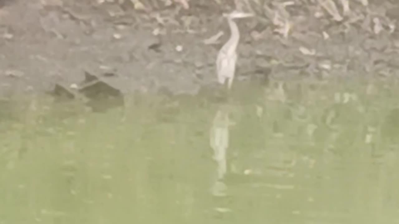 Crane flushing meadow park