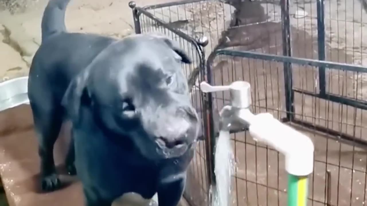 🐴Animals going funny make laugh easy 🤣 | #funnyanimals#shorts