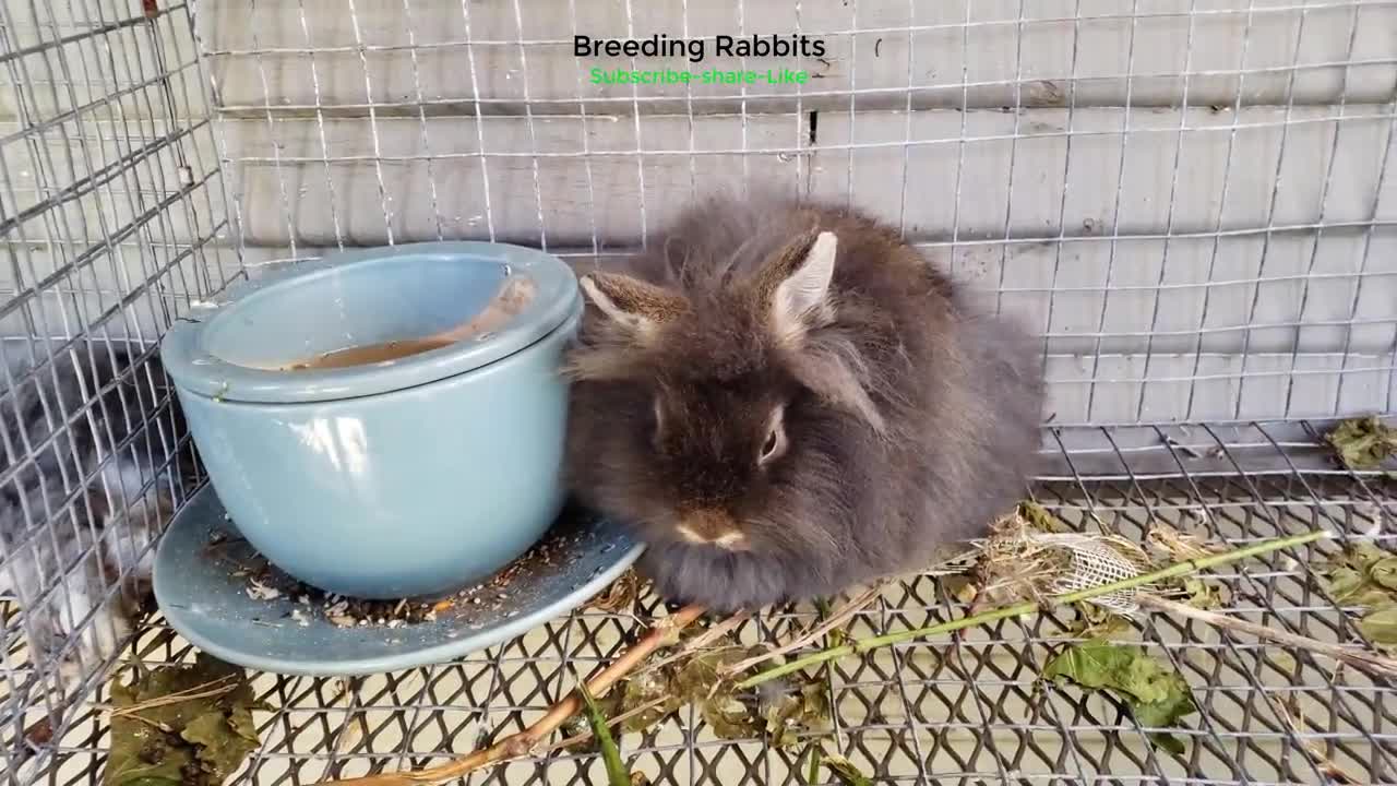 Breeding Rabbits Lionhead Pair