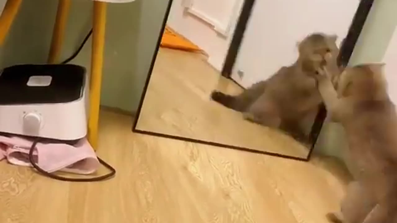 Angry 😡 Kitty 🐈