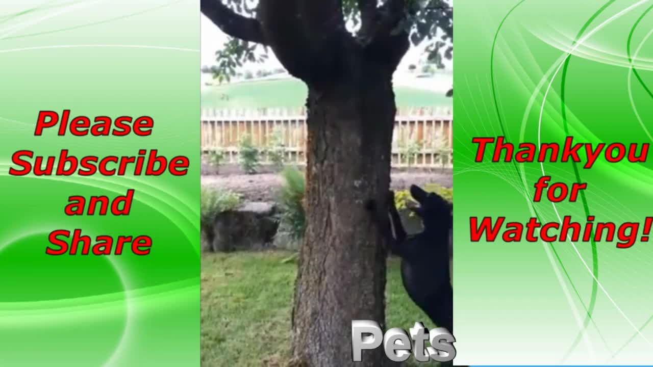 Funny Pets Compilation #12