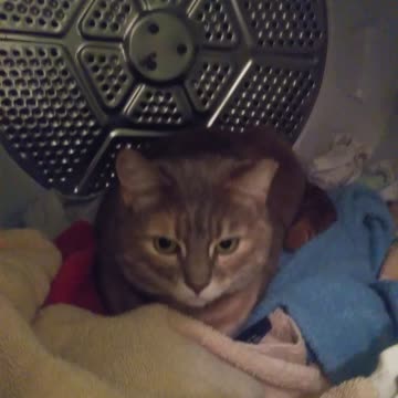 Keto Kitty in the Dryer