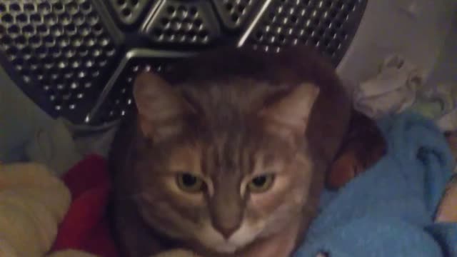 Keto Kitty in the Dryer