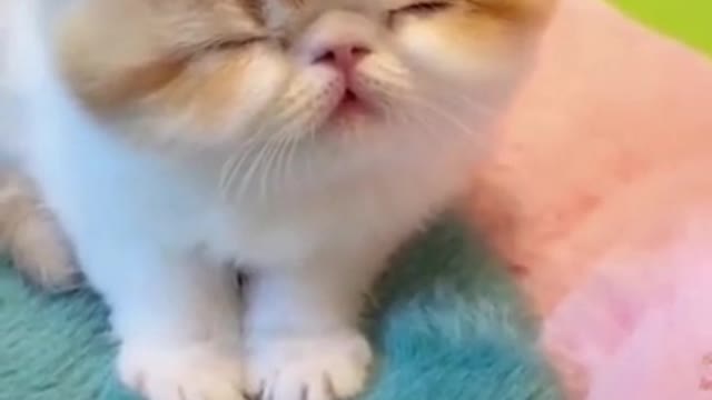 Little milk cats are not only cute! She's so good at acting like a baby!