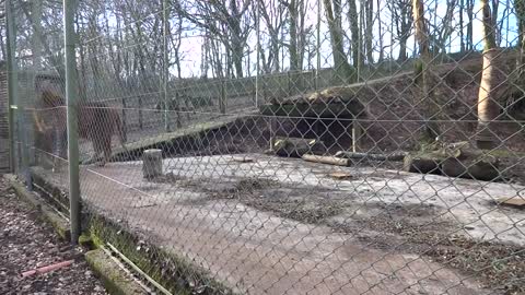 Watch this huge male lion at Dartmoor Zoo, England UK