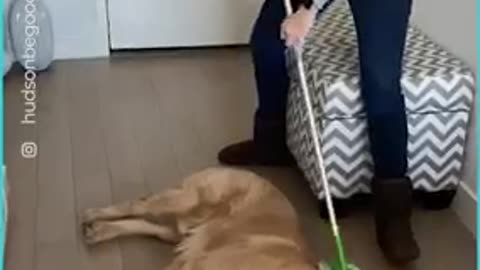 Funny short video 🤣🤣😆. Viral and Lazy animals video.