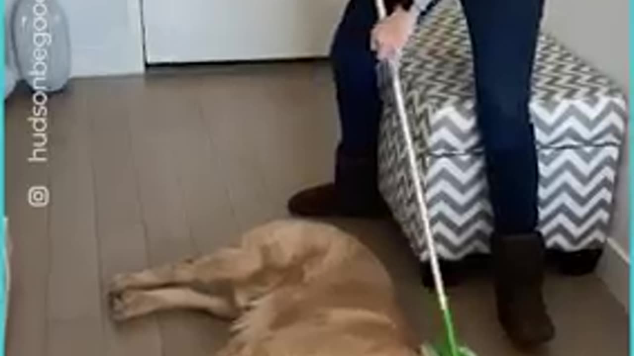 Funny short video 🤣🤣😆. Viral and Lazy animals video.