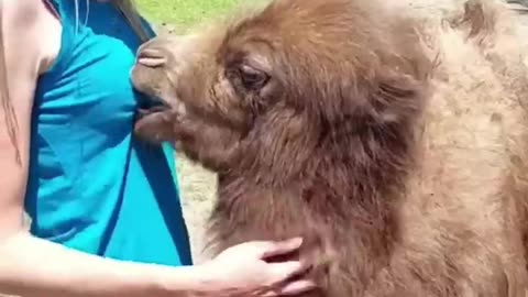 Funny And Cute Animal Videos Try Not To Laugh Or Smile