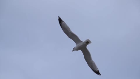 Seagull Flying