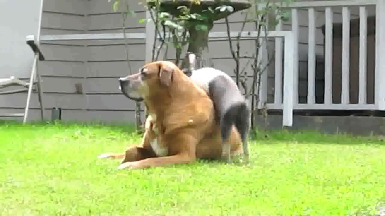 Hobbs & Carl - Dog and Rabbit, Best of Friends