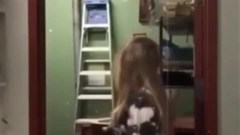 Funny video 🤣