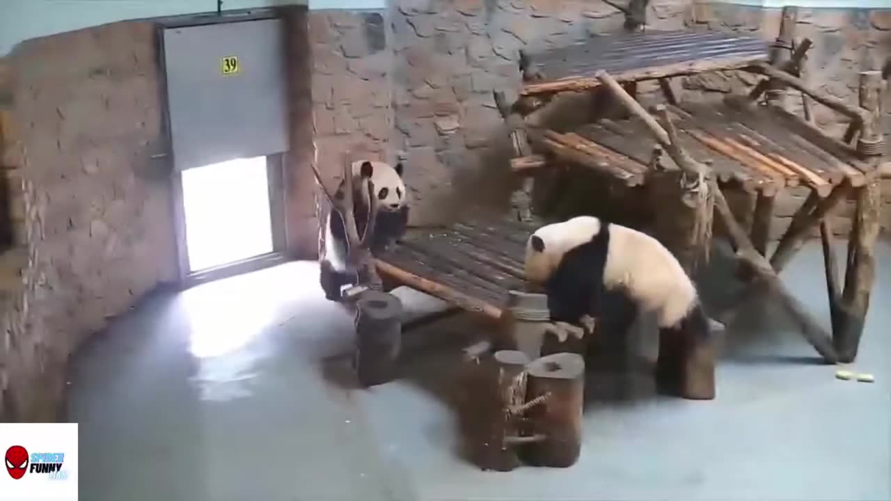 cute panda