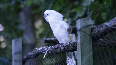 Umbrella Cockatoo