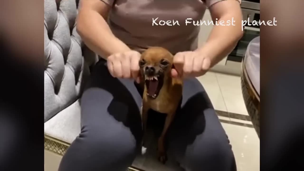 Best Funniest Animals Videos Funny Dogs And Cats Videos 2023 2_1080pFH