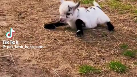 Goats baby enjoyed