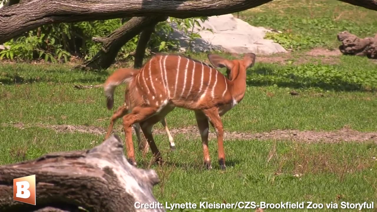 Those Aren't Deer? Brookfield Zoo Celebrates Birth of 14lb Nyala Antelope Calf