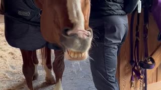 Going Hands-On Keeps Horses Happy