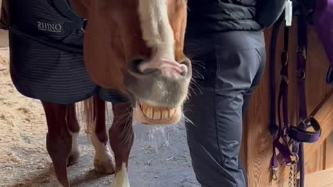 Going Hands-On Keeps Horses Happy