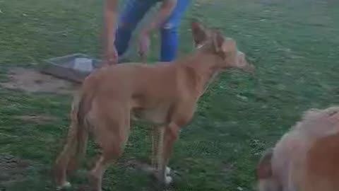 Gail playing horseshoes at Robs. RIP Rob Rettinghaus