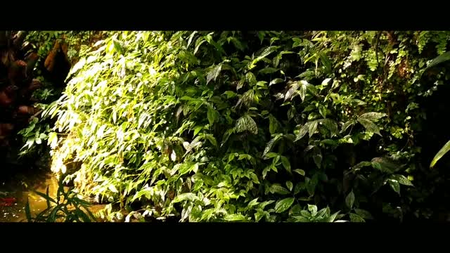 FOREST | Cinematic Video (SelflessLove)
