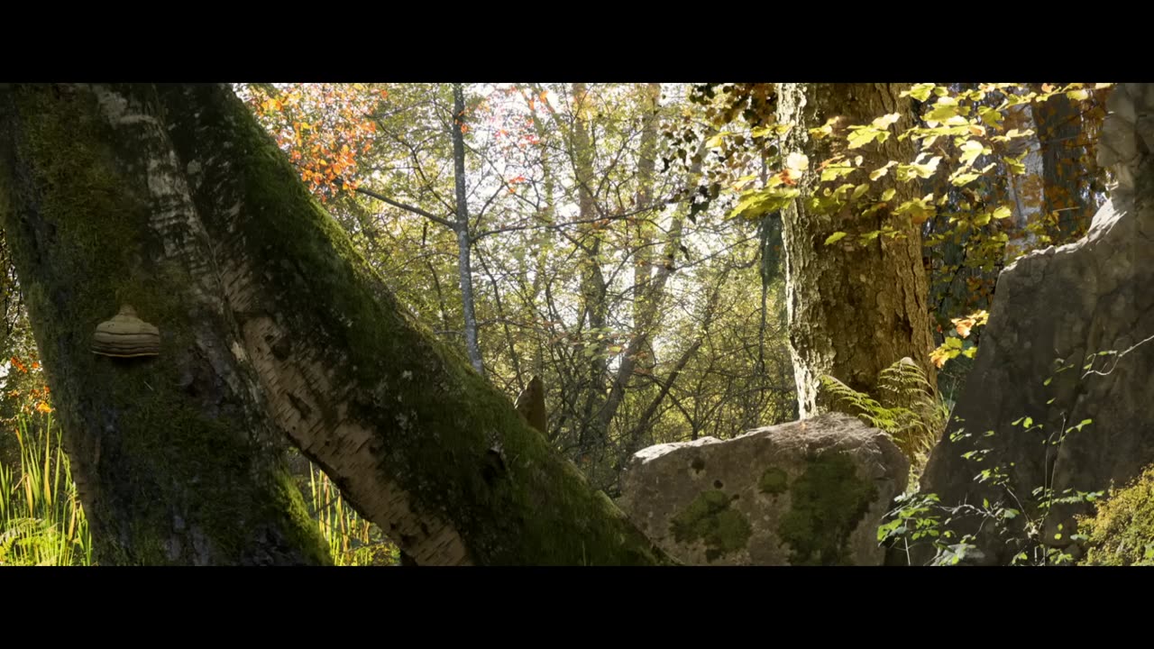 The Fox and the Bird -