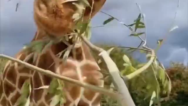 Giraffe 🦒 The Tallest Animal In The World