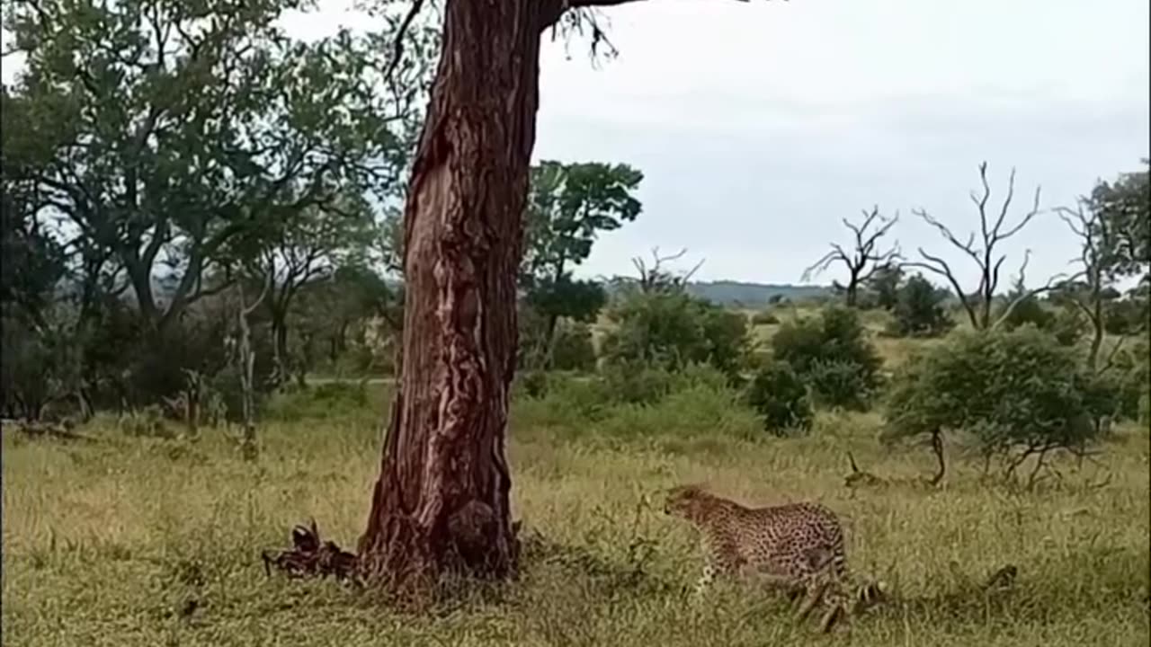 The lion 🦁 rarer in the forest