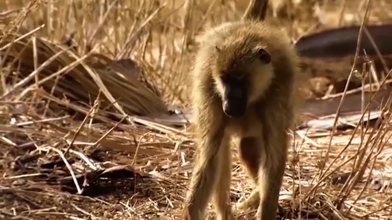 The best battles of the animal world