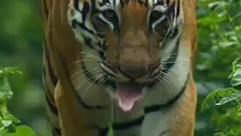 Tiger walk