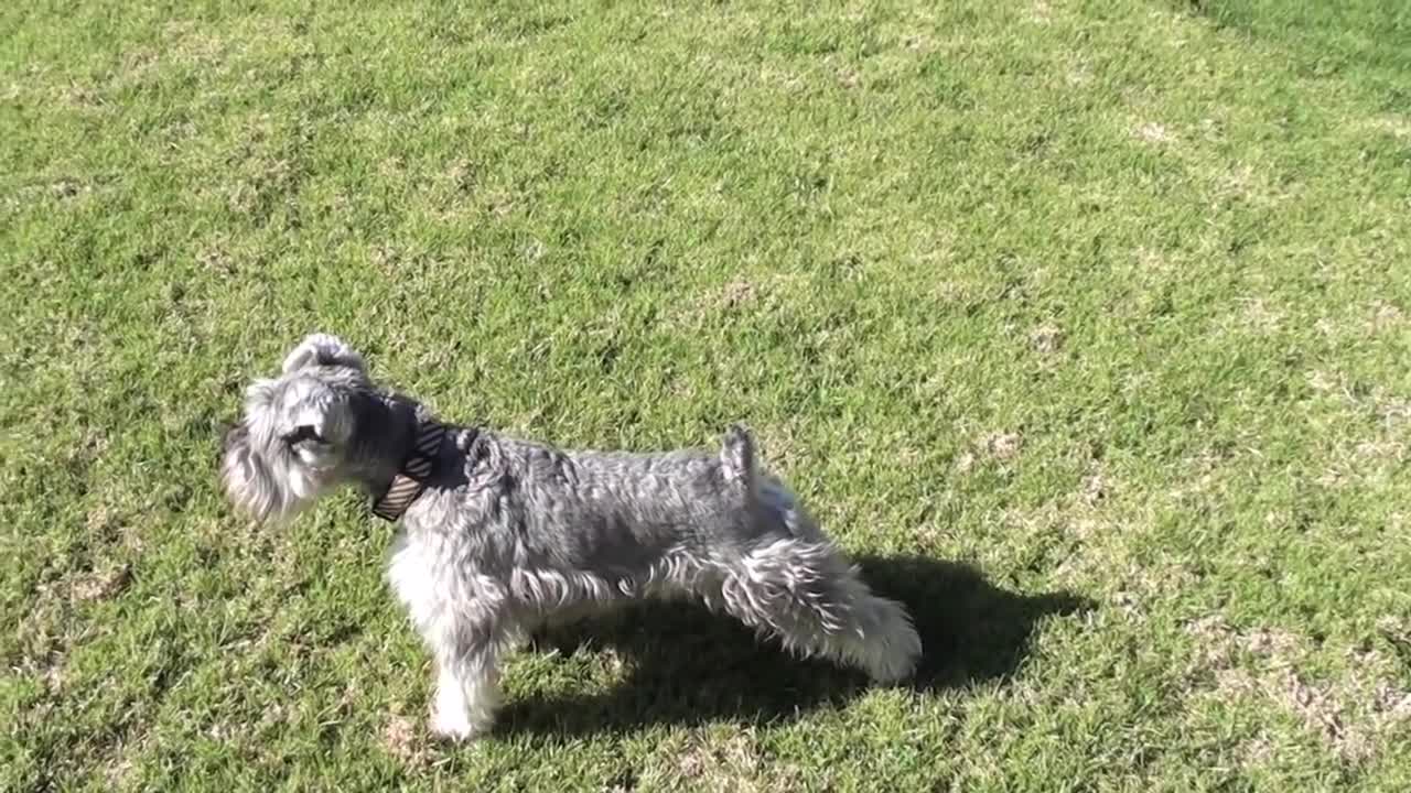 Let's see the Schnauzer