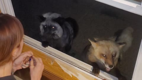 How Many Foxes Are at My Window?