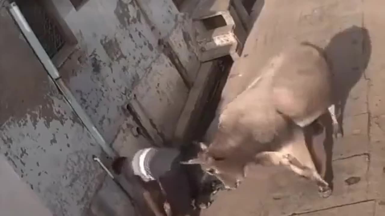 bulls