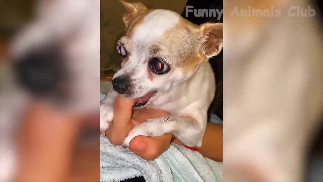 Funny animals Video