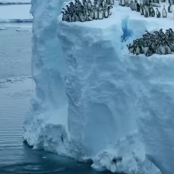 Penguins awesome high jump diving 😱😍