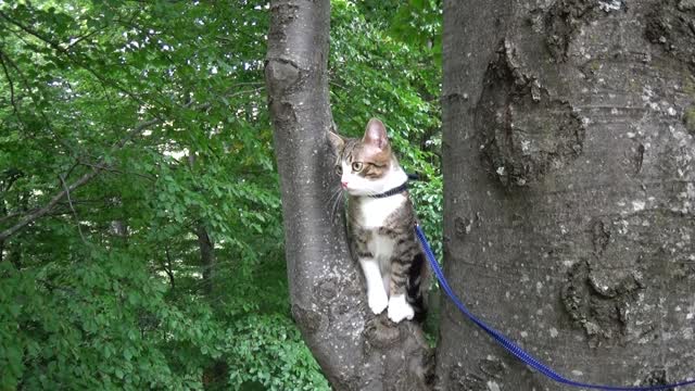 Cute Kitten Climbs in a Tree